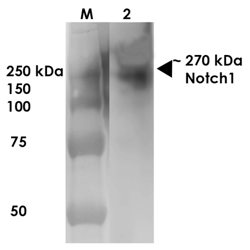 WB - Notch1 Antibody ASM10264
